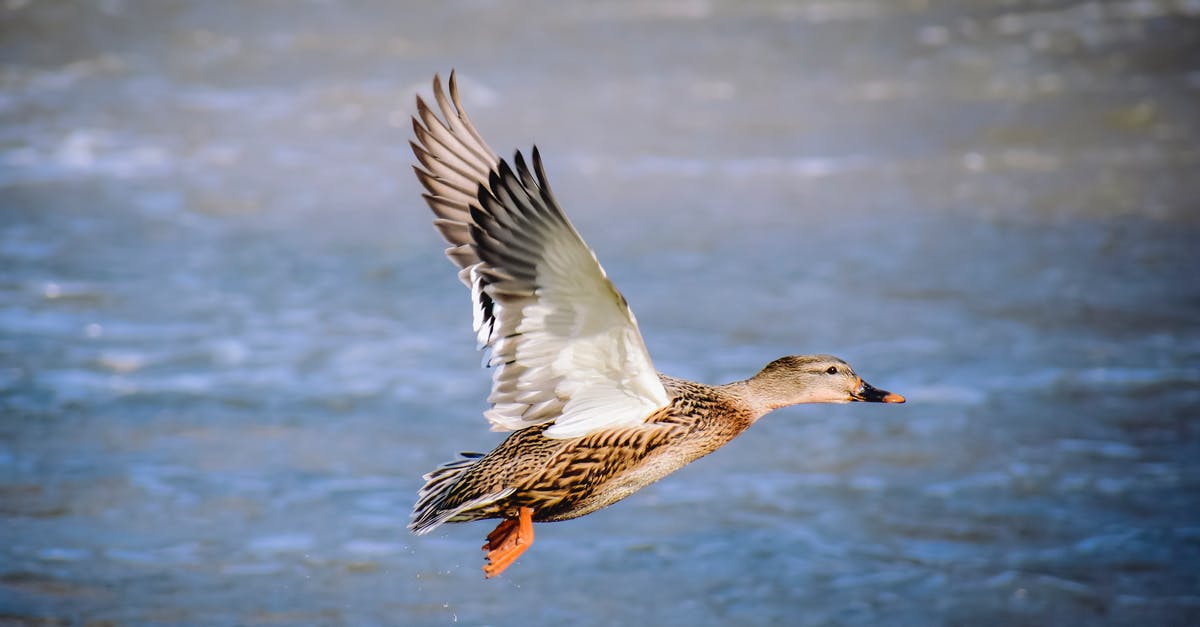 Booking several flight tickets with a single payment/invoice - Side view of brown feathered duck spreading wings and soaring over river in wildlife