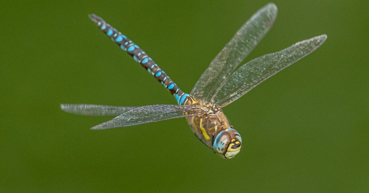 Booking several flight tickets with a single payment/invoice - Closeup of brightly colored dragonfly with transparent wings in flight on blurred green background