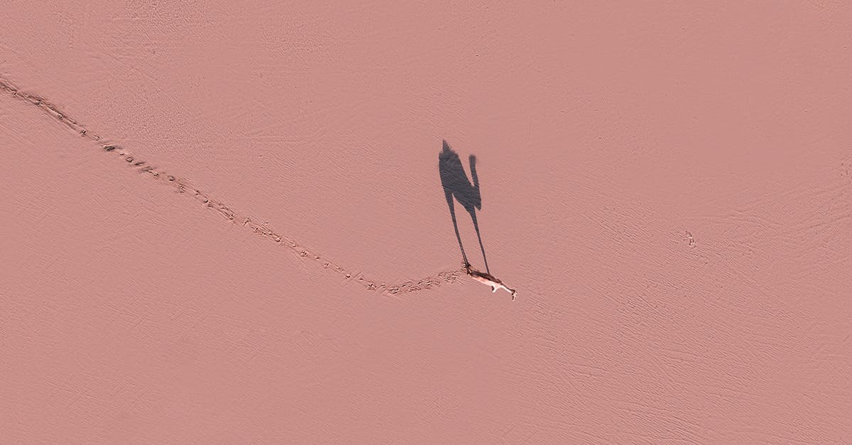 Booking tickets to the US from India with a single name - Camel walking on pink surface in sunny day