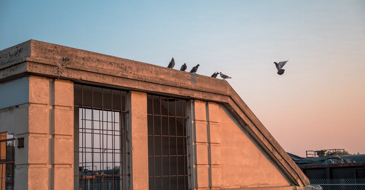 Border questions on transferring flights - Flock of pigeons sitting on barrier on roof of modern house with metal grid against sunset sky in city street