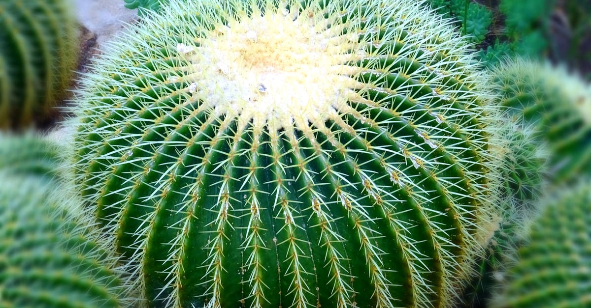 Botanical gardens in or close to Paris, France - Green Cactus