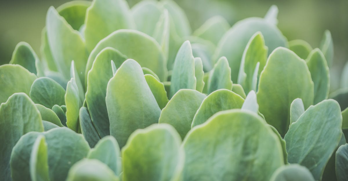 Botanical gardens in or close to Paris, France - Green Plant Close-up Photo