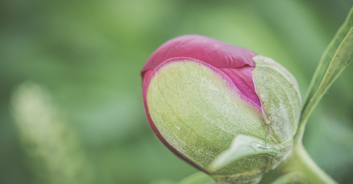 Botanical gardens in or close to Paris, France - Selective Focus Photograph of Red Rose