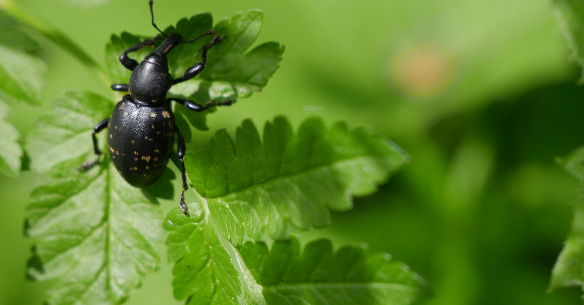 Botanical gardens in or close to Paris, France - Black Weevil on Green Leaf