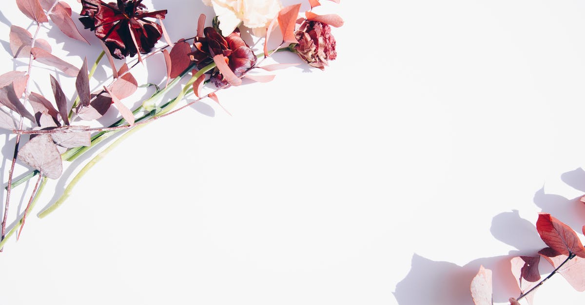 Brazil-Venezuela border status - Pink and White Flowers on White Wall