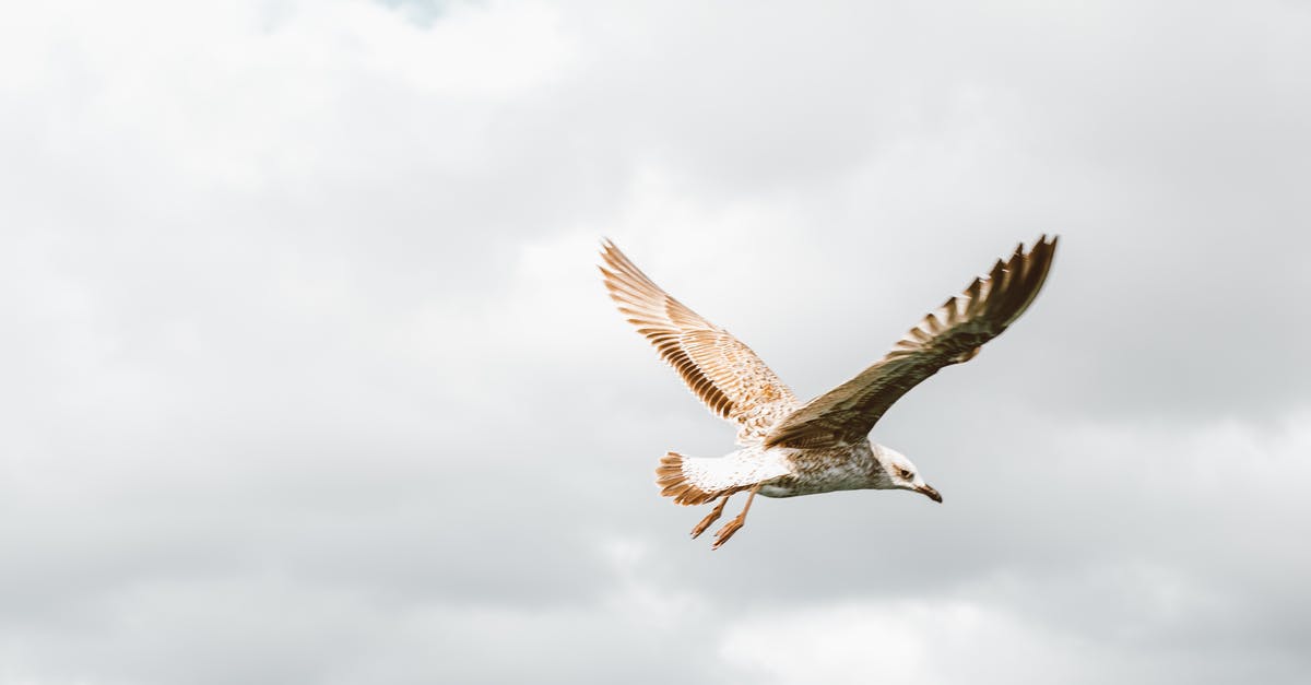 Breaking the connecting flight - White and Brown Bird Flying Under White Clouds