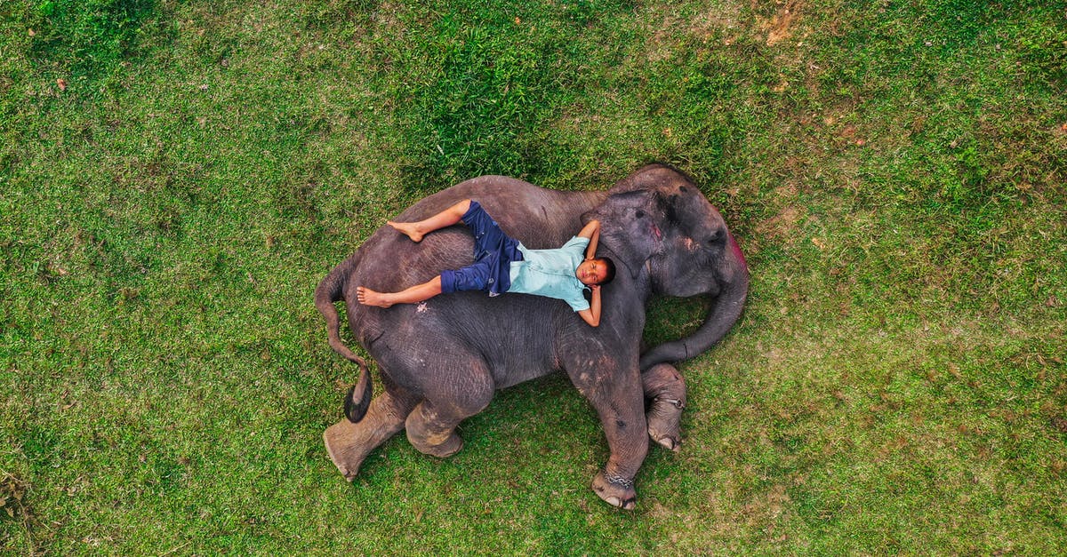 Bring two handbags worth $400 into India duty free [duplicate] - Man Lying on Elephant on Meadow