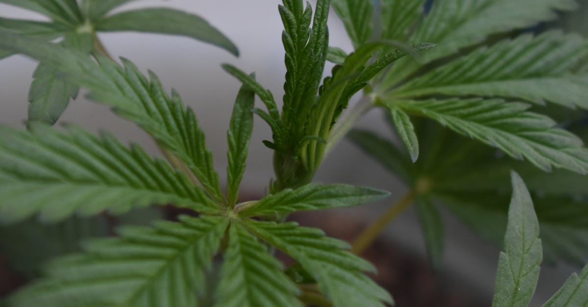 Bringing a medicine containing Cannabis Sativa from India to the Netherlands - Green Cannabis Plant in Close Up Photography