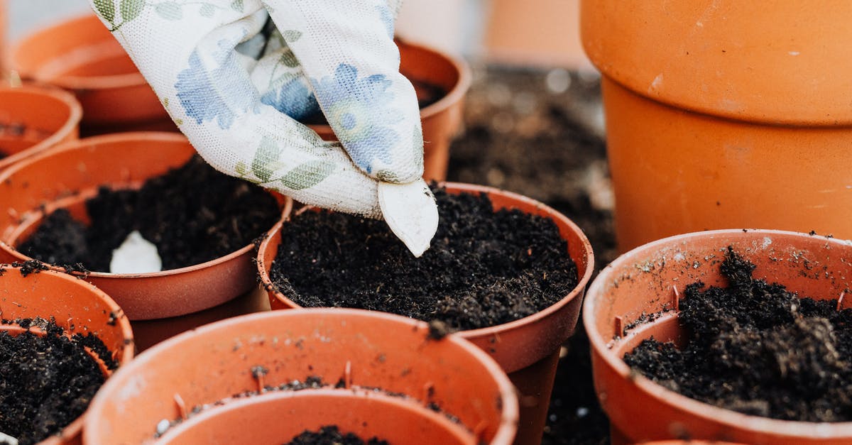 Bringing Chia seeds for personal consumption into Hawaii? [closed] - Person Wearing Gardening Glove Holding a White Seed