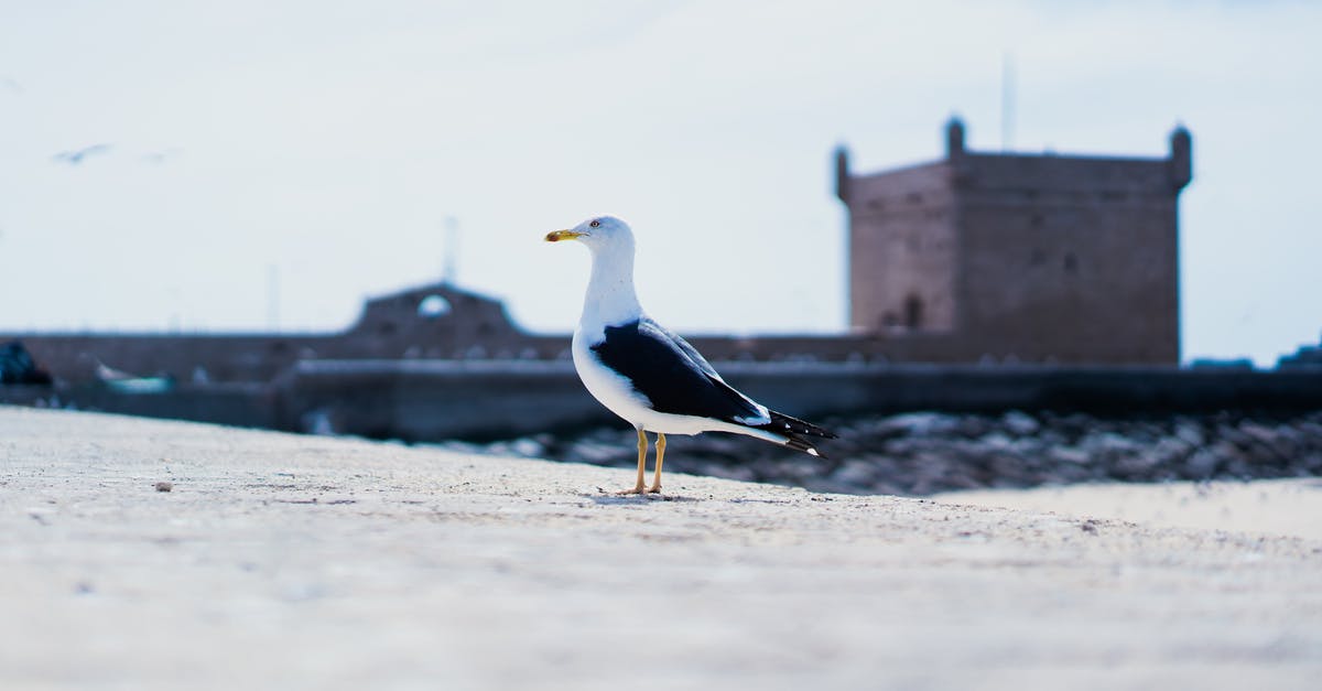 Bringing Dirham to Morocco - White and Black Bird on Brown Wooden Dock