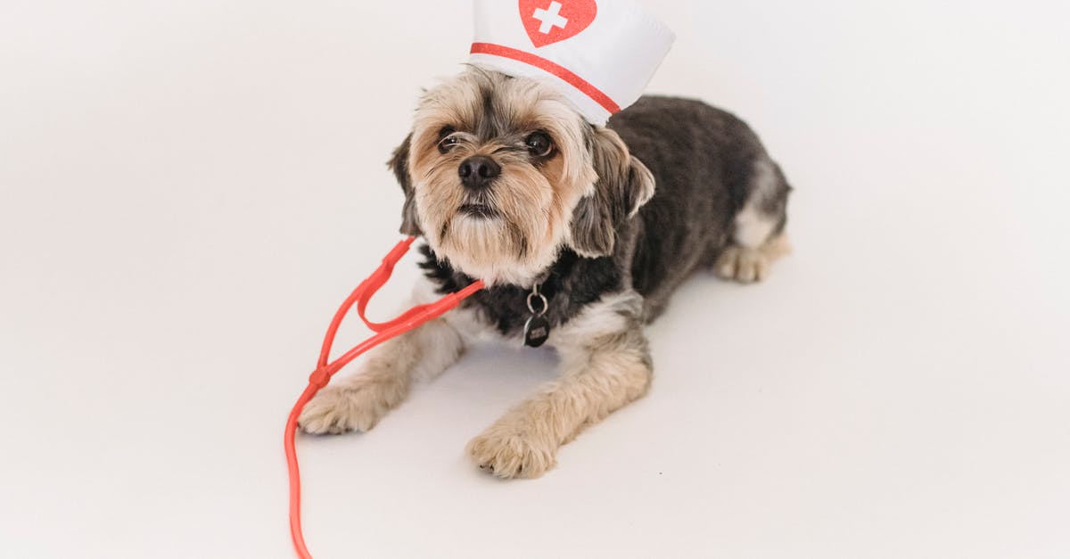 Bringing HIV Medications from Pakistan to Kyrgyzstan for a friend - From above of cute Yorkshire terrier dog with fake stethoscope and medical hat lying on white background and looking up