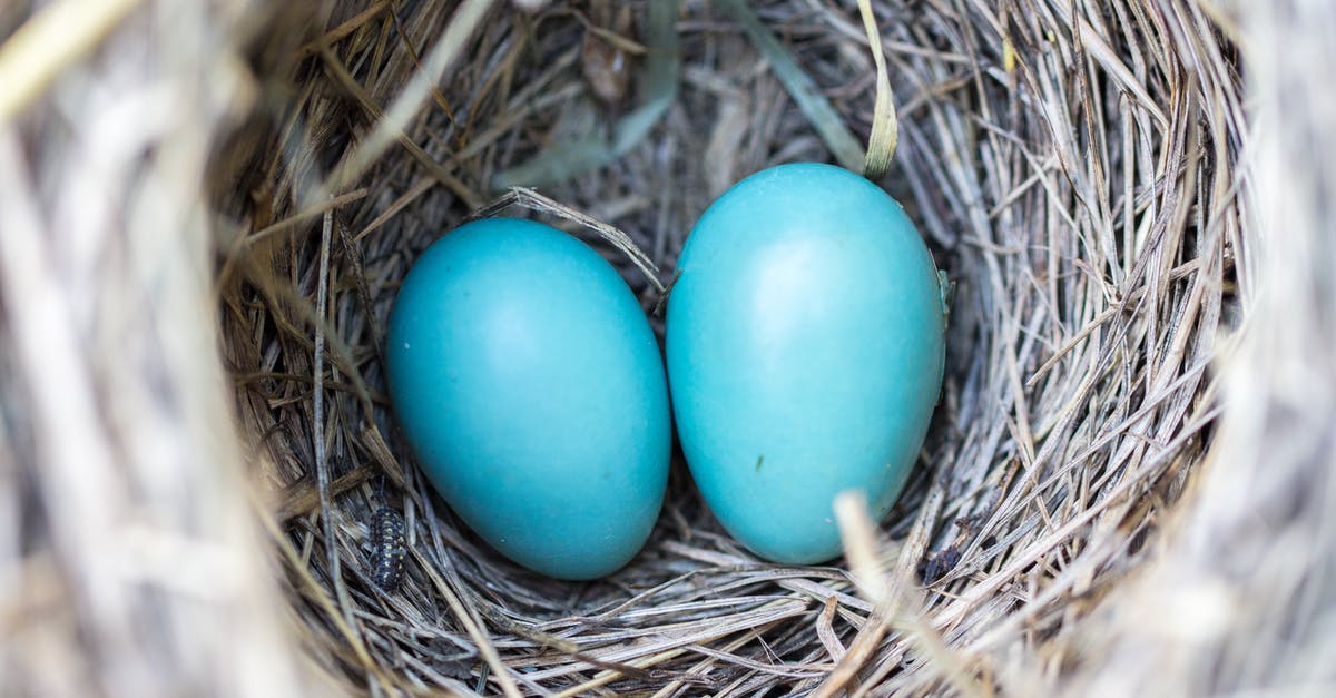 Bringing pre-made bird's nest soup into the UK - Selective Focus Photography2 Blue Egg on Nest