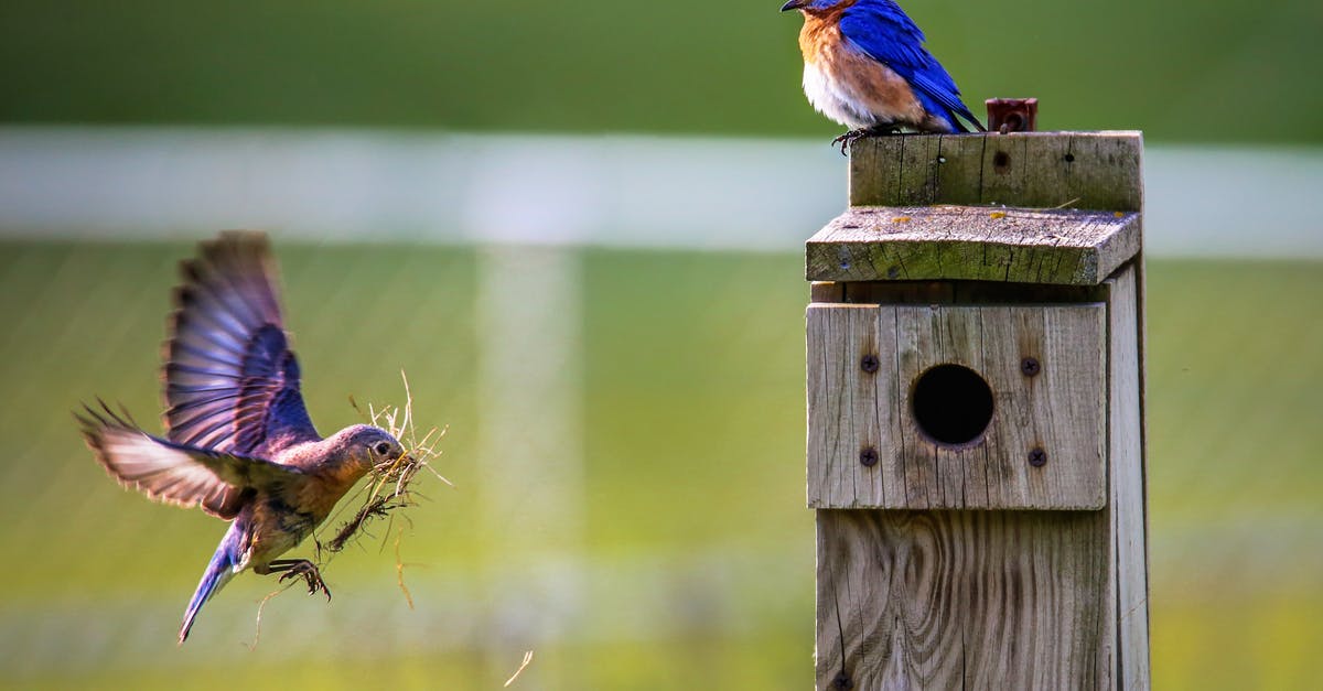 Bringing pre-made bird's nest soup into the UK - Brown Bird Flying Towards Birdhouse