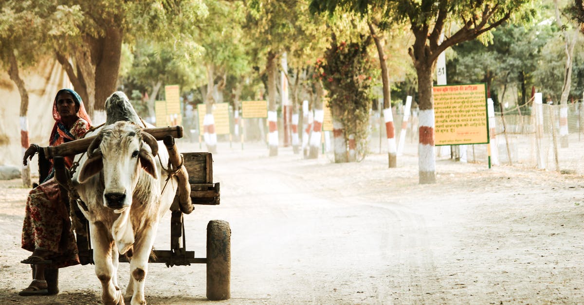 Bringing shoes back into Australia after visiting rural India - Woman Sitting on Brown Wooden Buffalo Trailer Surrounded by Trees