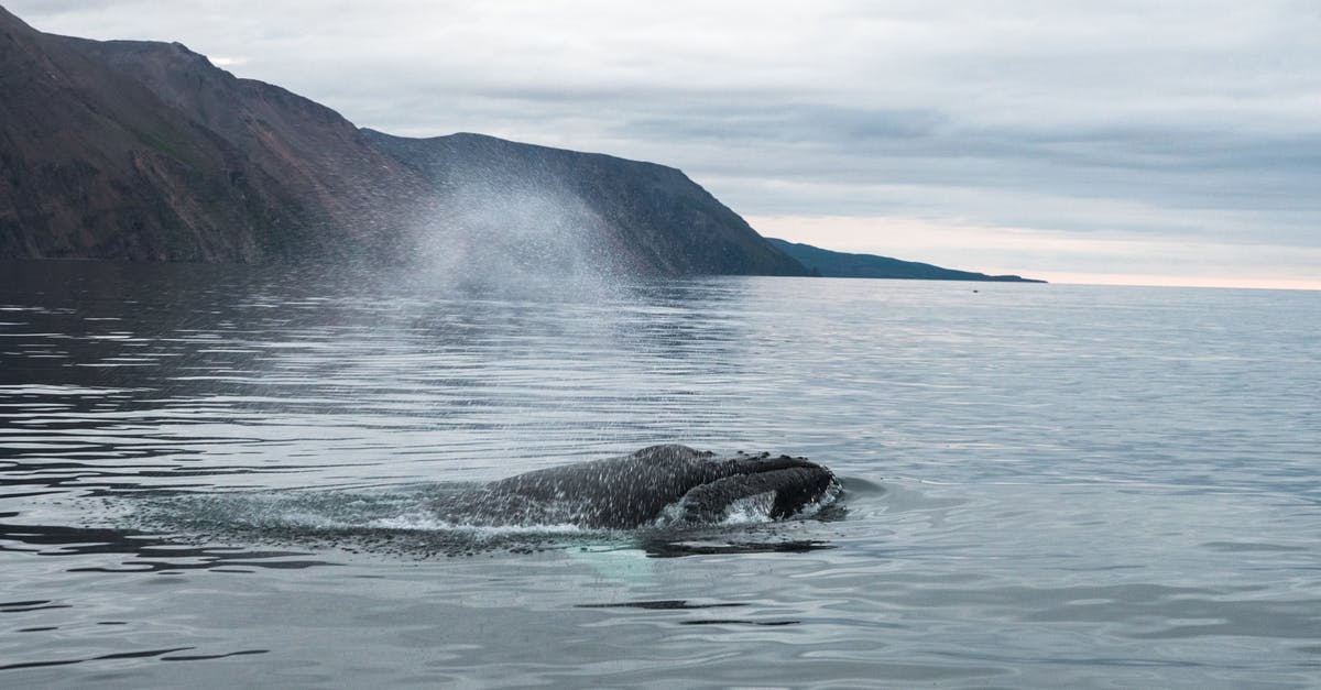 Bristol BRS airport free drop off/pick up? - Humpback whale swimming in ocean