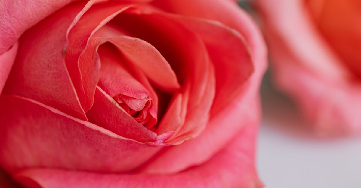 British citizen and non-EU visitor visa marriage - Macro view of pink roses leaning on white table texture for postcards and decorated for wedding celebration in modern apartment during daytime