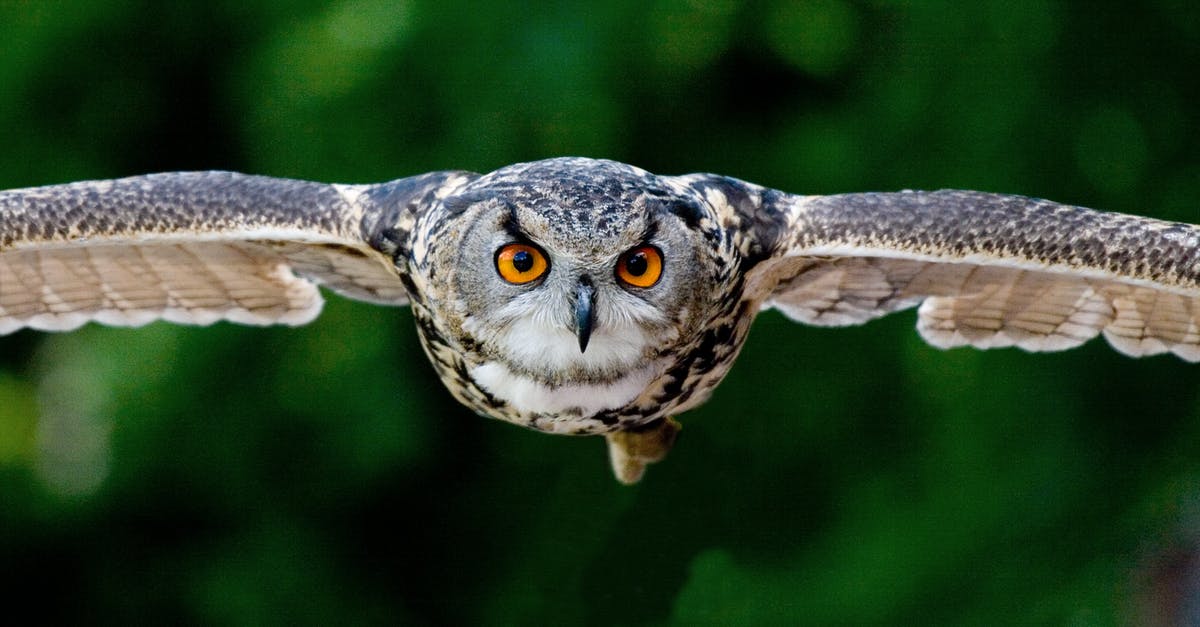 Broad flight search with specific stopover - Tanning Photography of Flying Eagle-owl