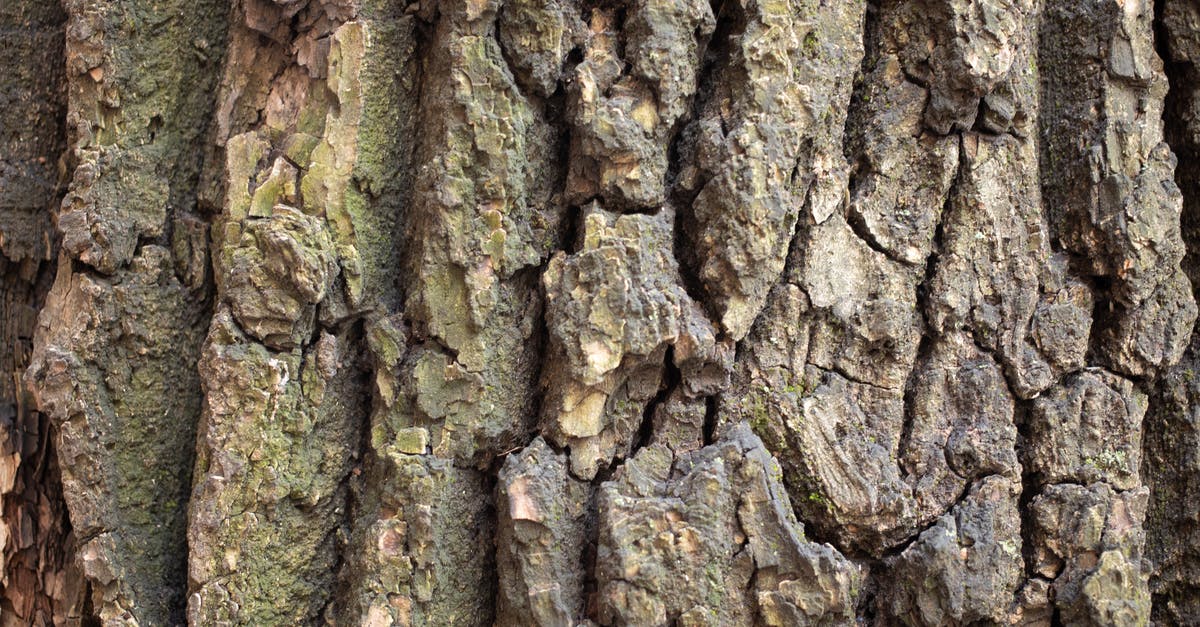 Broken baggage form - Closeup textured background of tree trunk surface with rough bark and deep cracks