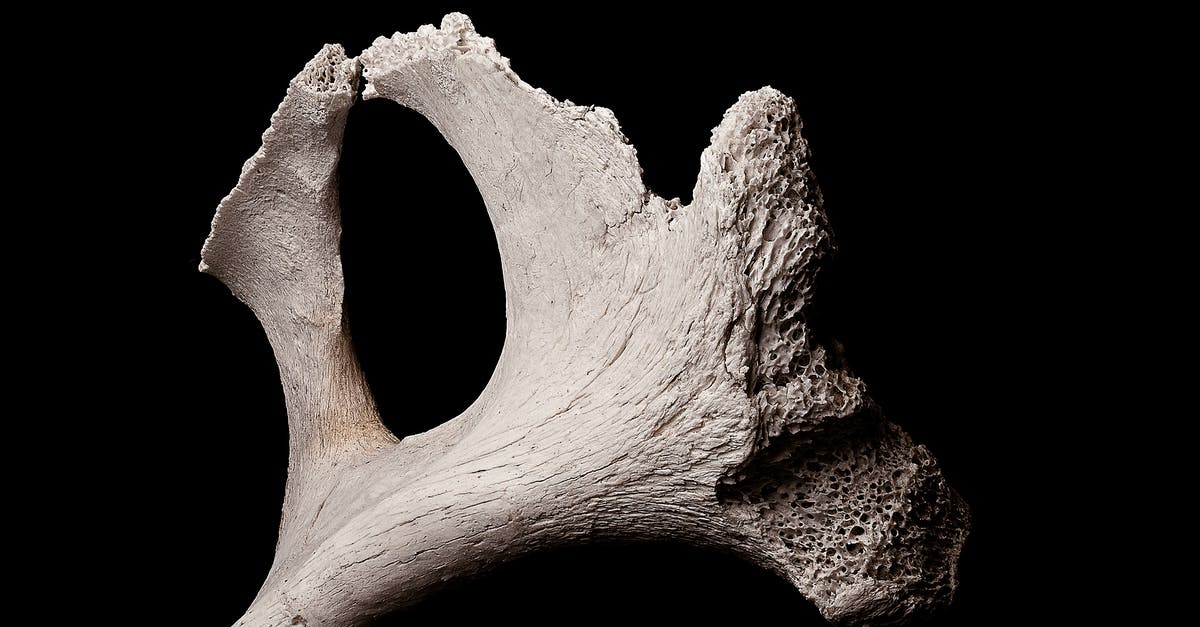 Broken baggage form - Exhibited fragment of textured porous bone piece in soft light on black backdrop