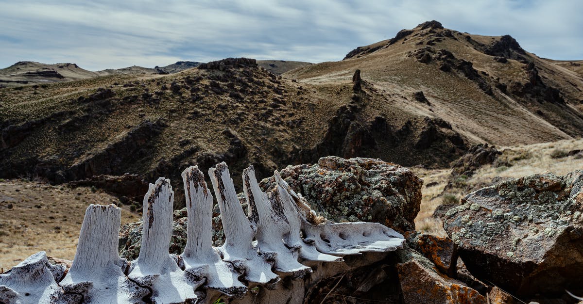 Broken baggage form - Ancient animal spine skeleton in rocky terrain