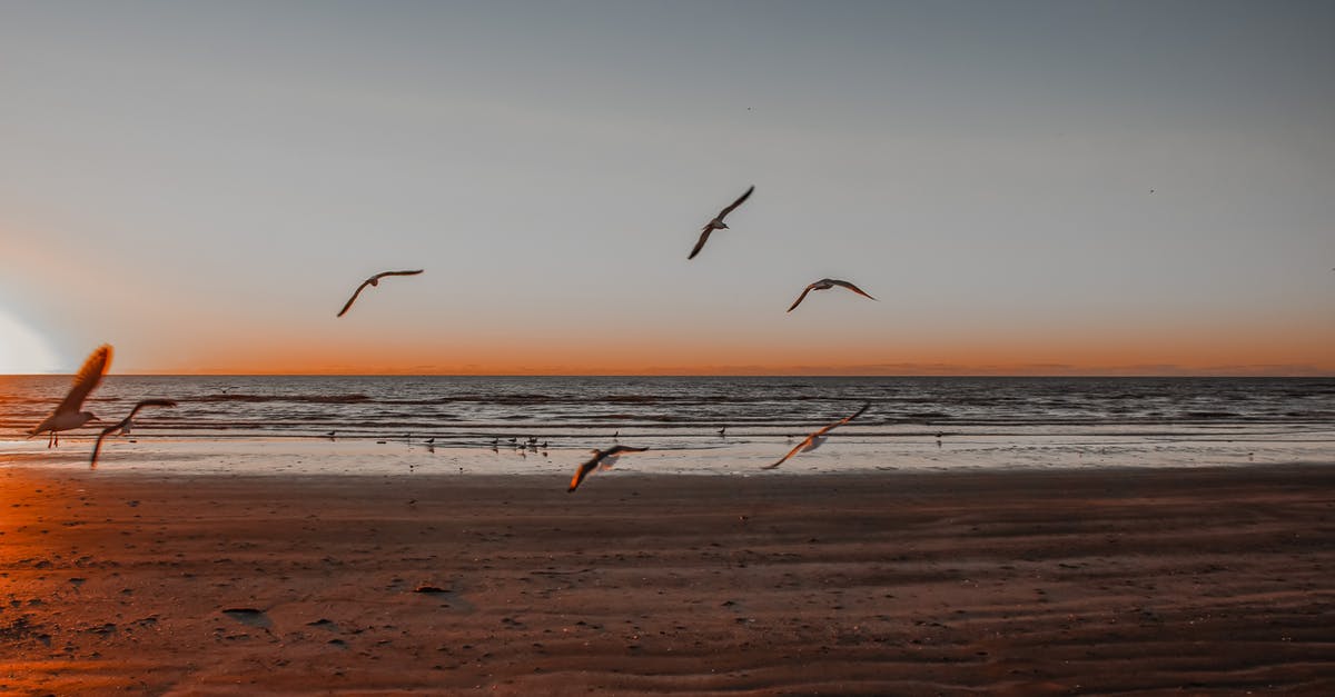 Brownsville Texas: will cabs take you over the Mexico border? - Birds Flying over the Sea