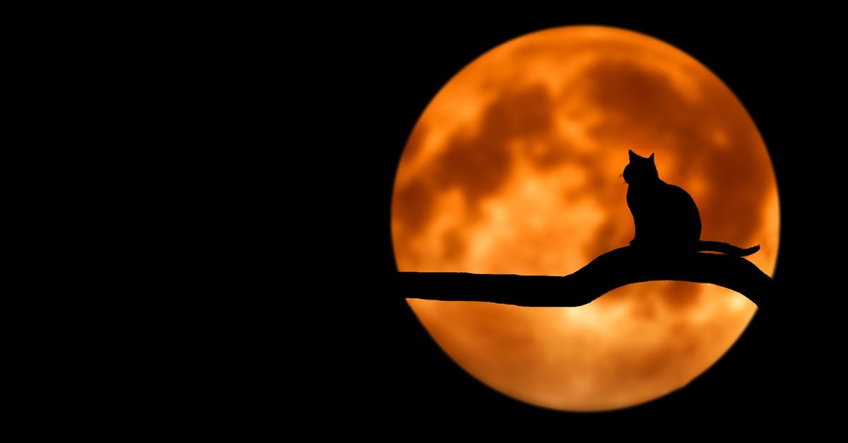 Brussels At Halloween - Photography of Cat at Full Moon