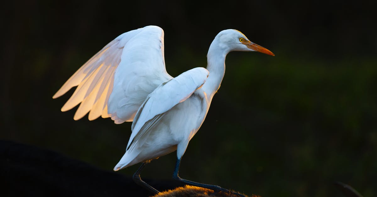 Bumped on transatlantic flight - compensation rules? - White egret with spread wings