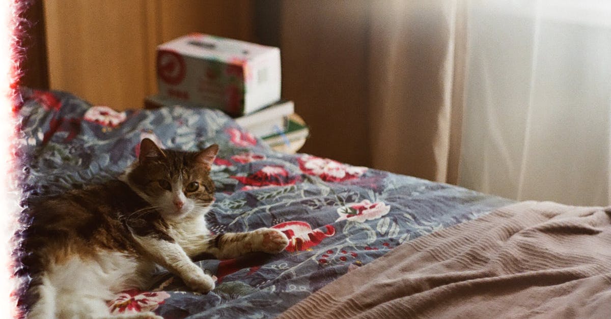 Busiest domestic-only airport? - Brown Tabby Cat on Bed