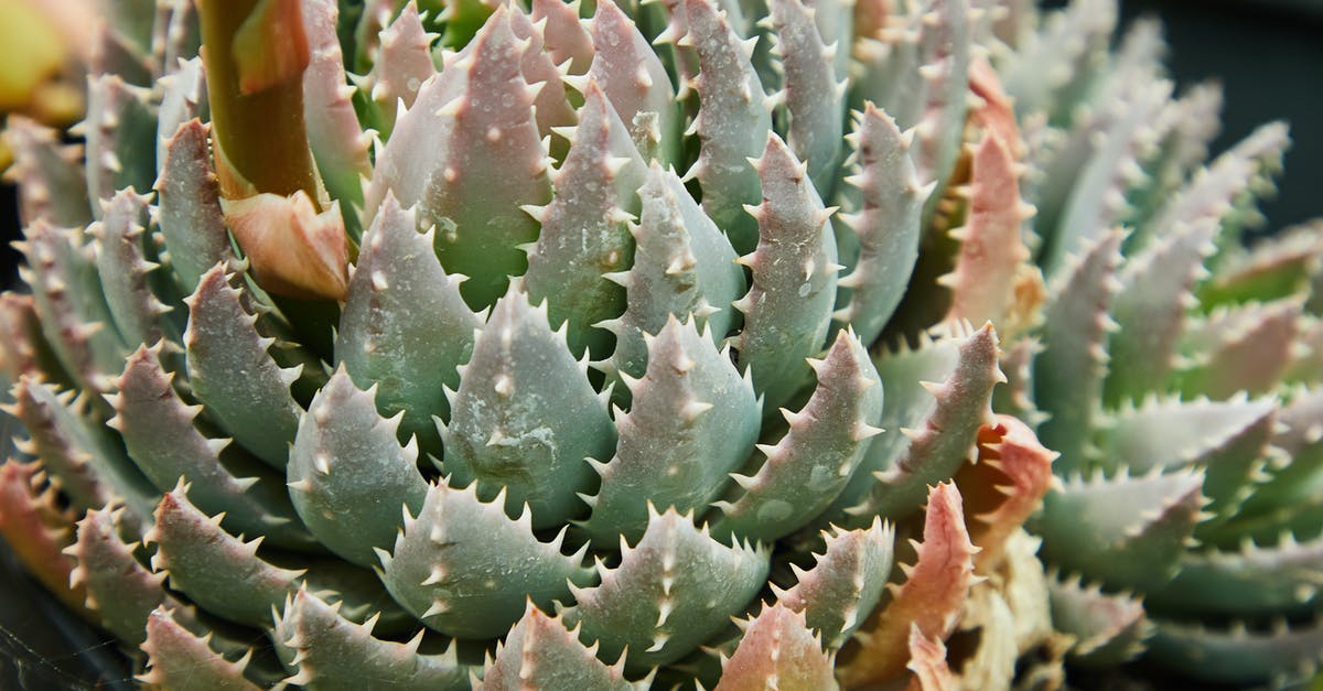 Buying Crit'air environment badge at short notice - Succulent plant of aloe with short green leaves with small sharp prickles growing in botanical garden