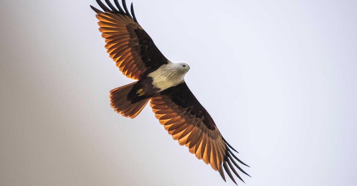 Buying duty free before a connecting flight within the uk - From below of wild brahminy kite with wings spread soaring in sky in daylight