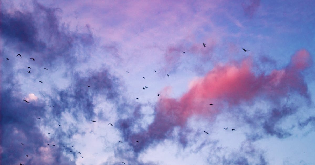 Buying duty free before a connecting flight within the uk - From below of many birds soaring in blue sky with colorful clouds at sunset sky in nature in evening time