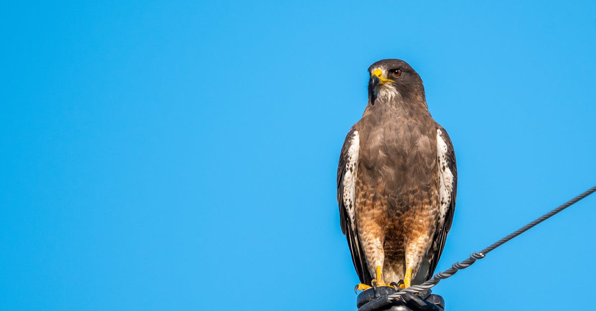 Can a Russian national fly to Latin America with a stop in Europe, such as TAP Airlines stop in Portugal? - Low angle of golden eagle sitting on top of metallic construction with wire against cloudless blue sky
