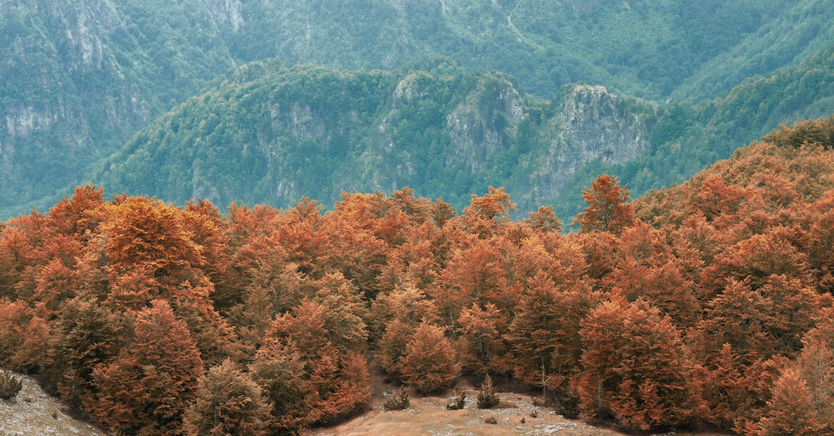 Can Albania be considered secure? - Green and Brown Trees Near Mountain
