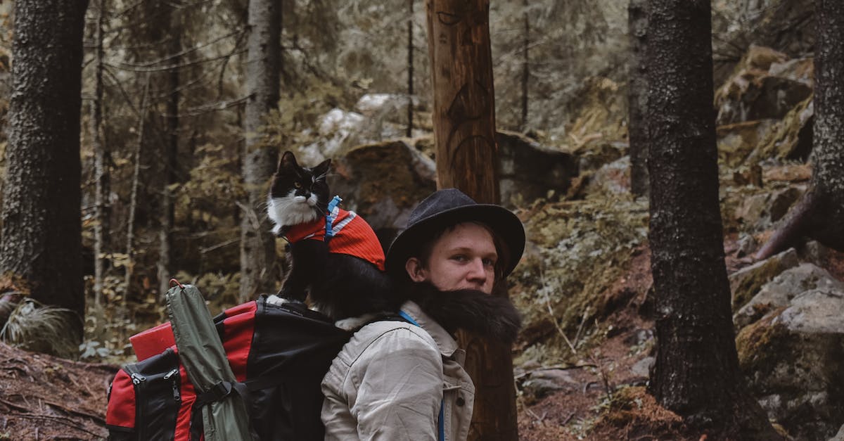 Can cats make hiking companions? [closed] - A Man Hiking a Mountain Forest with a Cat