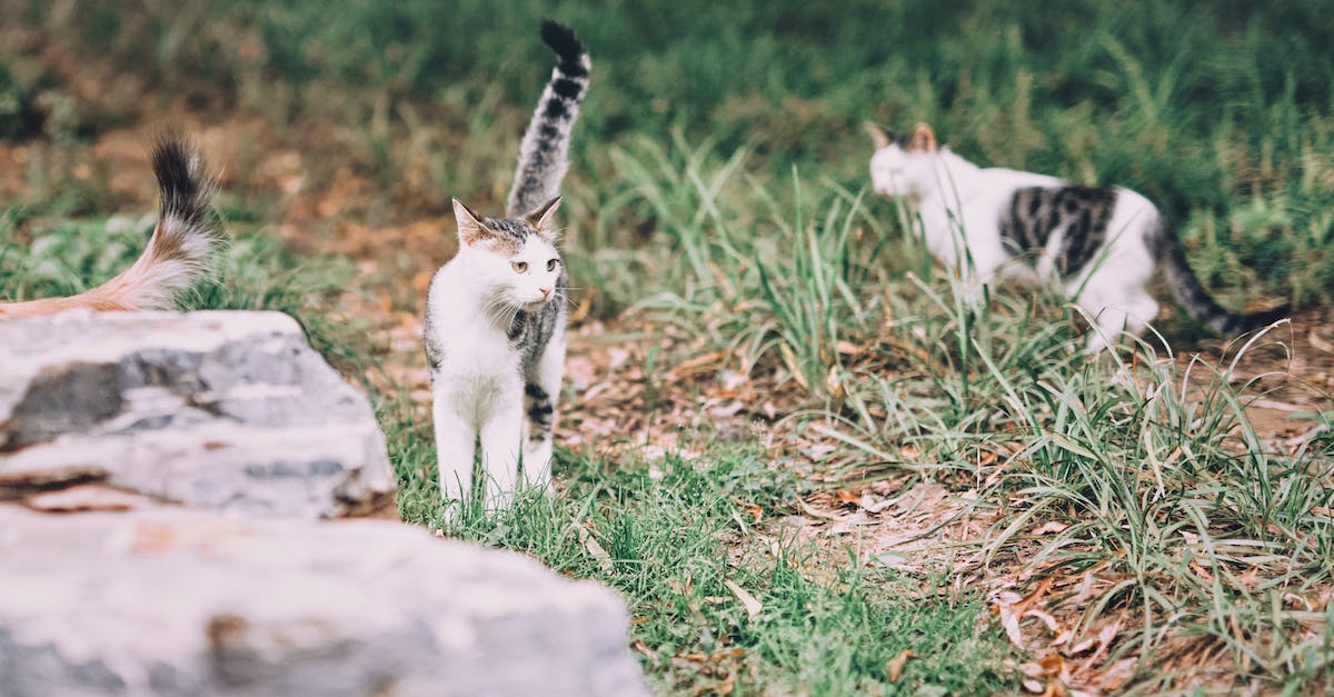 Can cats make hiking companions? [closed] - Close Up Photo of Cats on Grass 