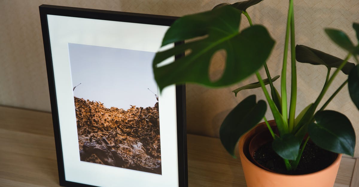 Can I book a different accommodation after receiving my US visa? - Shelf with framed photo and green plant