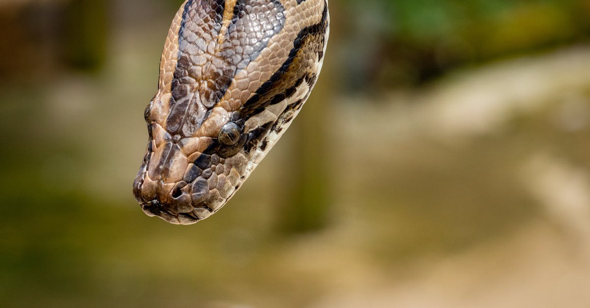 Can I bring snake wine from Vietnam to Europe? - Brown Reticulated Python