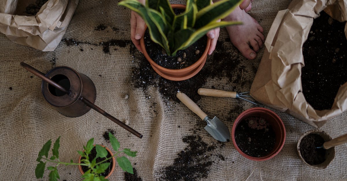 Can I bring soil samples from Cuba / US to Switzerland? - Green Plant on Brown Clay Pot