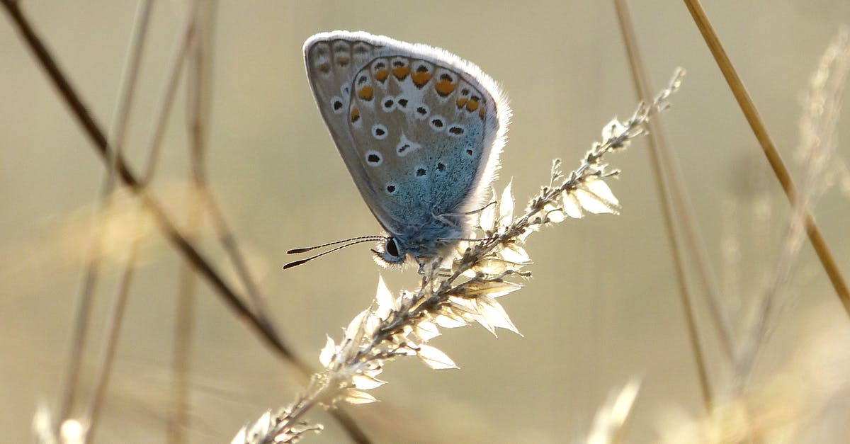 Can I call the flight attendant "Sir/Ma'am" to get his/her attention? [closed] - Blue and White Butterfly Perched on Brown Grass