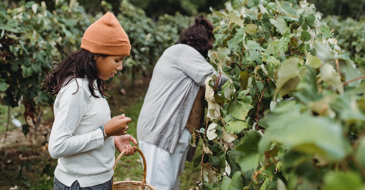 Can I carry regulated medicine if my flight transits through a country where it's illegal? - Side view of young ethnic female in casual clothes carrying baskets full of fresh berries while harvesting ripe black grapes in country in soft daylight