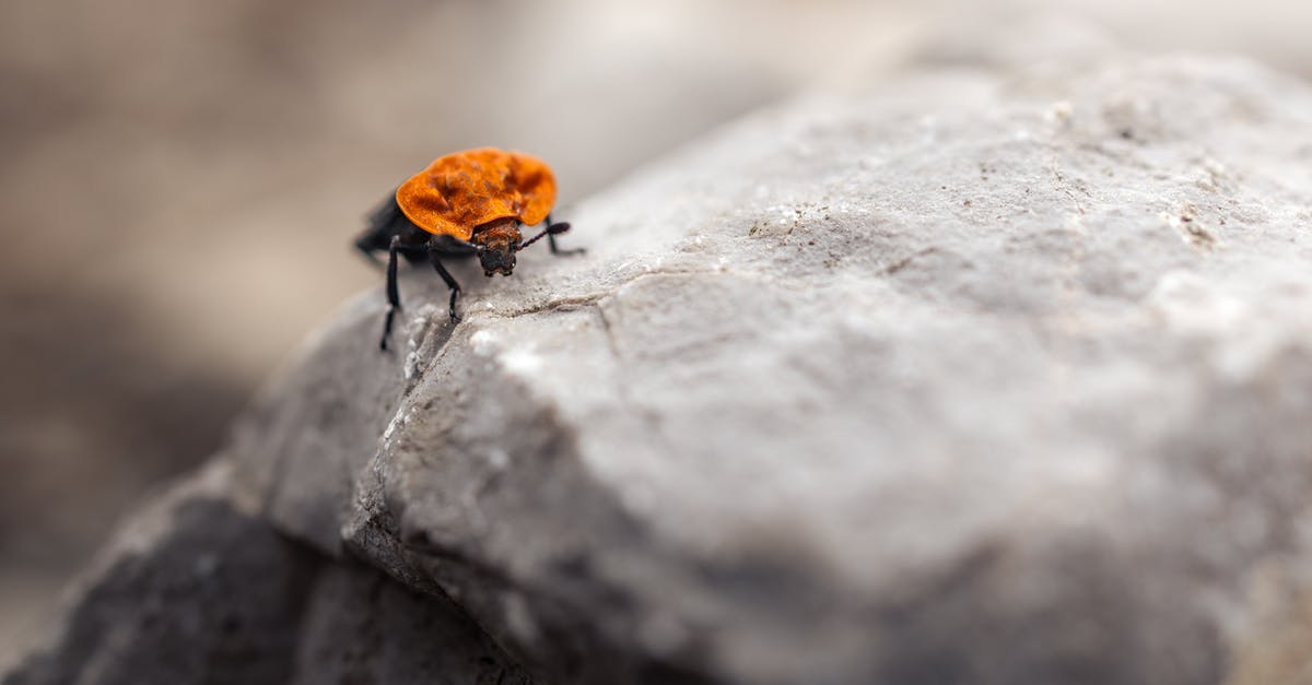 Can I carry rock climbing hardware as carry-on in Europe? - Brown and Black Beetle on Gray Concrete Surface