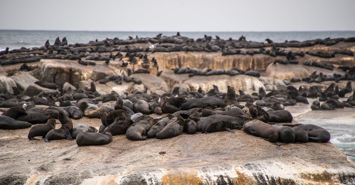 Can I expect to see monk seals in Zakynthos, Greece? - Black Seal on Gray Rock