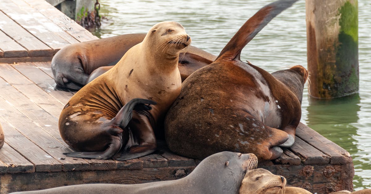 Can I expect to see monk seals in Zakynthos, Greece? - Seal Lying on Brown Sand