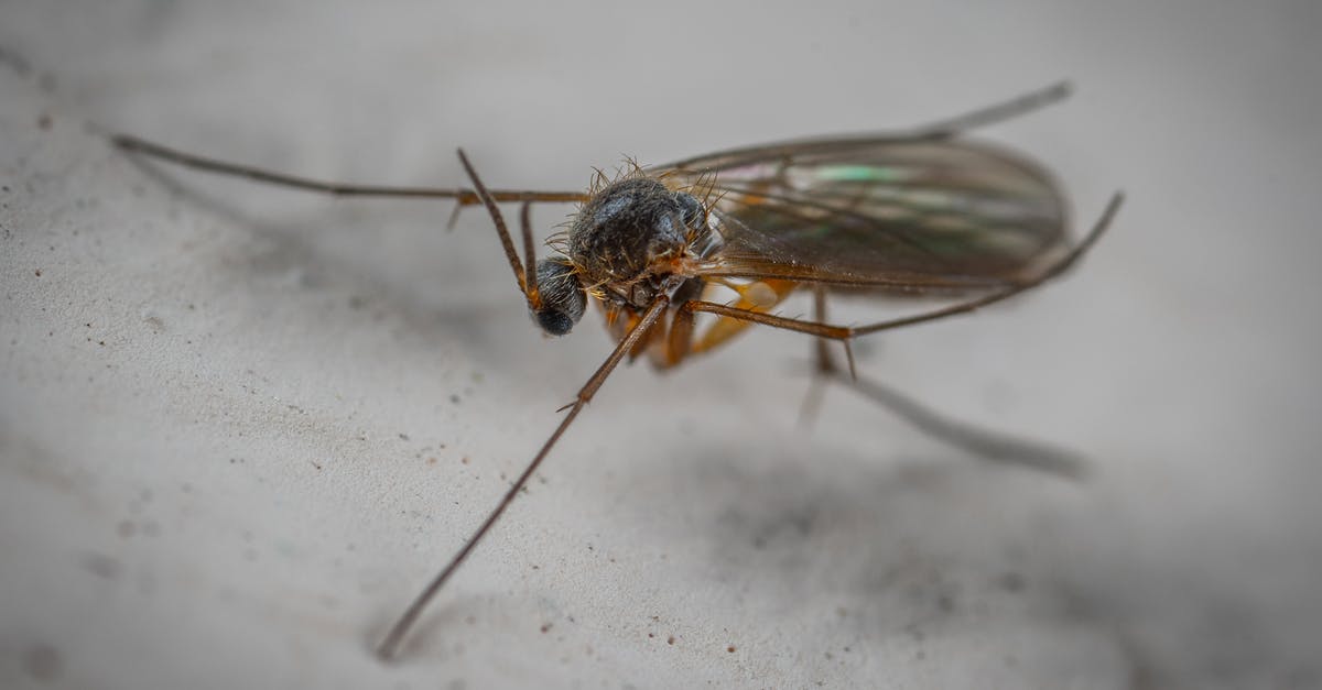 Can I fly with white powder in a transparent bag? - Wild gall midge with long antennae on hairy head and translucent wings with legs crawling on white surface in aquarium