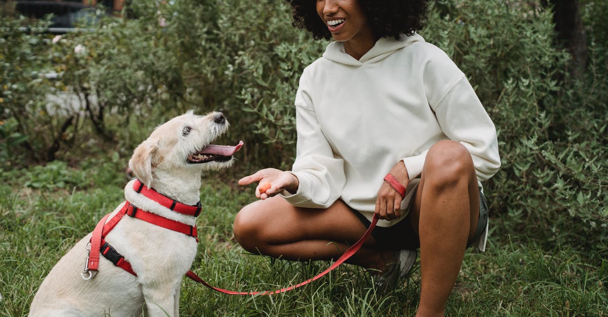 Can I give luggage to friend during transit? - Cheerful crop African American female owner giving treat to Labrador Retriever while teaching commands in park