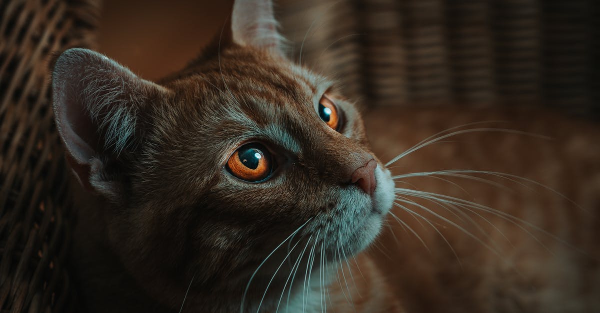 Can I go inside Lebanon during a long transit? - Ginger cat with white stripes and golden eyes with long whiskers lying in wicker basket in light room