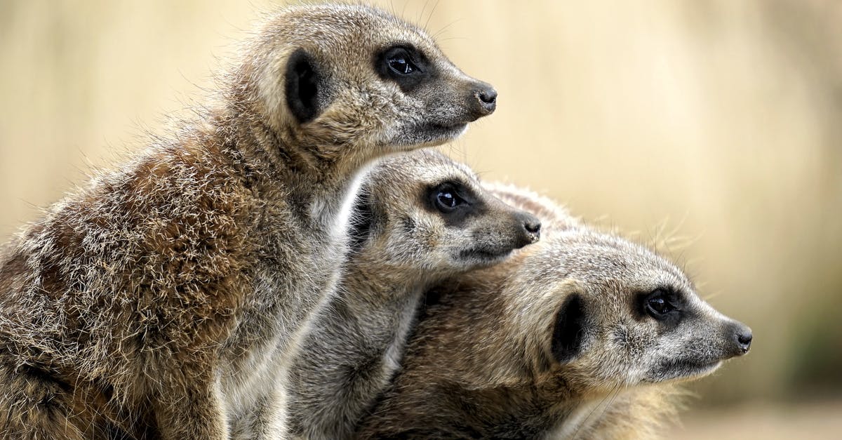 Can I go to England with my EU family member ID card? - Brown Meercats