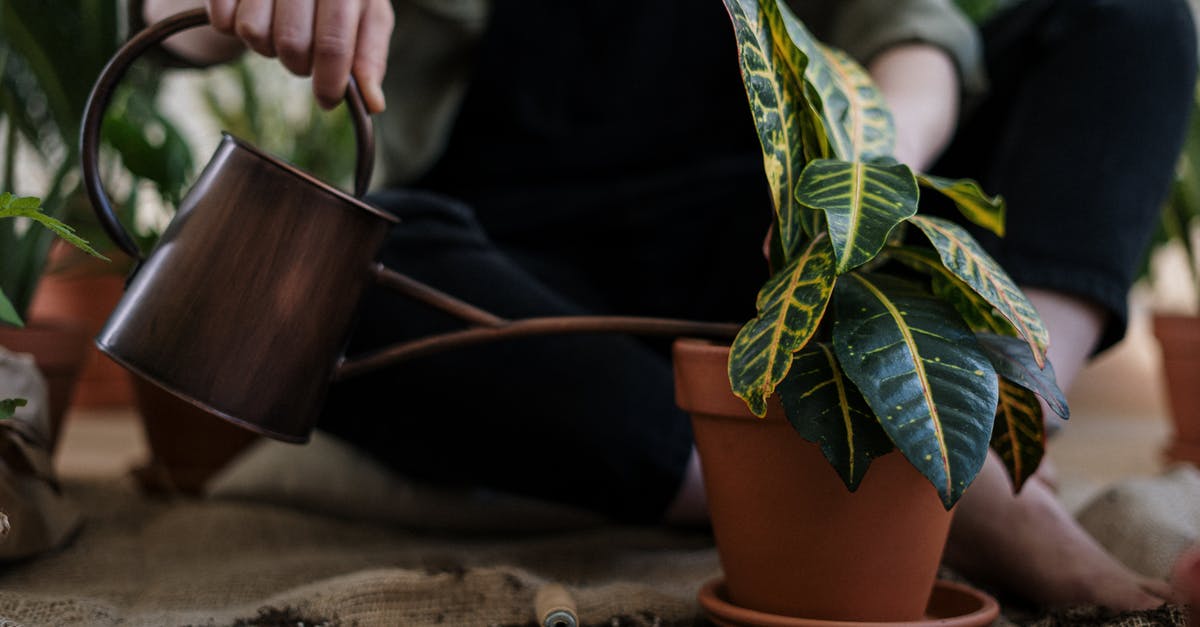 Can I have a 28cm pot in hand luggage? - Person Watering a Potted Plant