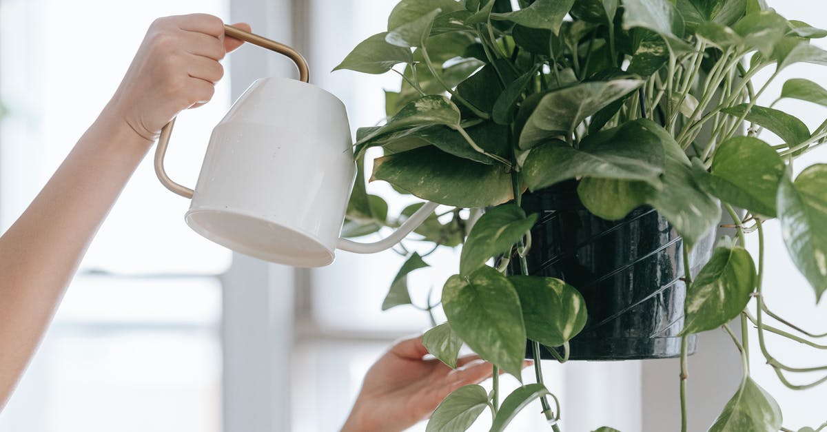 Can I have a 28cm pot in hand luggage? - Crop faceless person with watering can pouring water into pot with green plant while standing with raised arms in room near window on blurred background