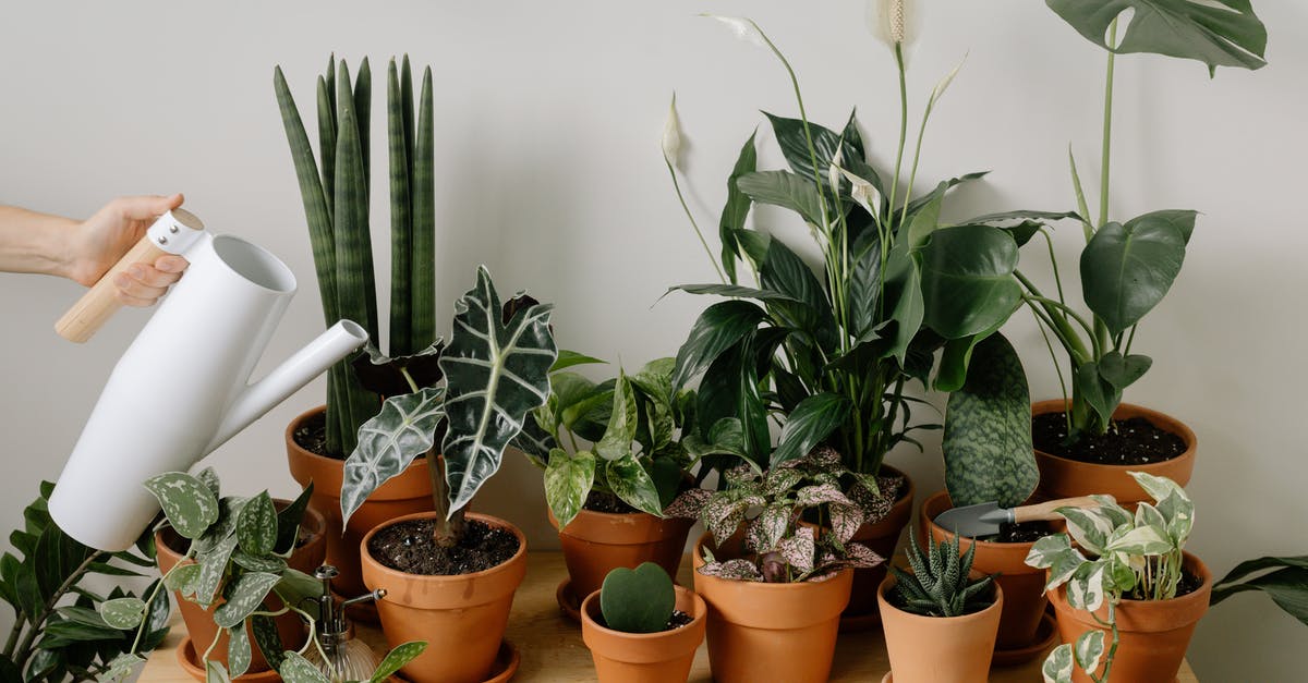 Can I have a 28cm pot in hand luggage? - A Green Plants on Brown Pots